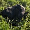 Angus Rancher