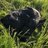 Angus Rancher